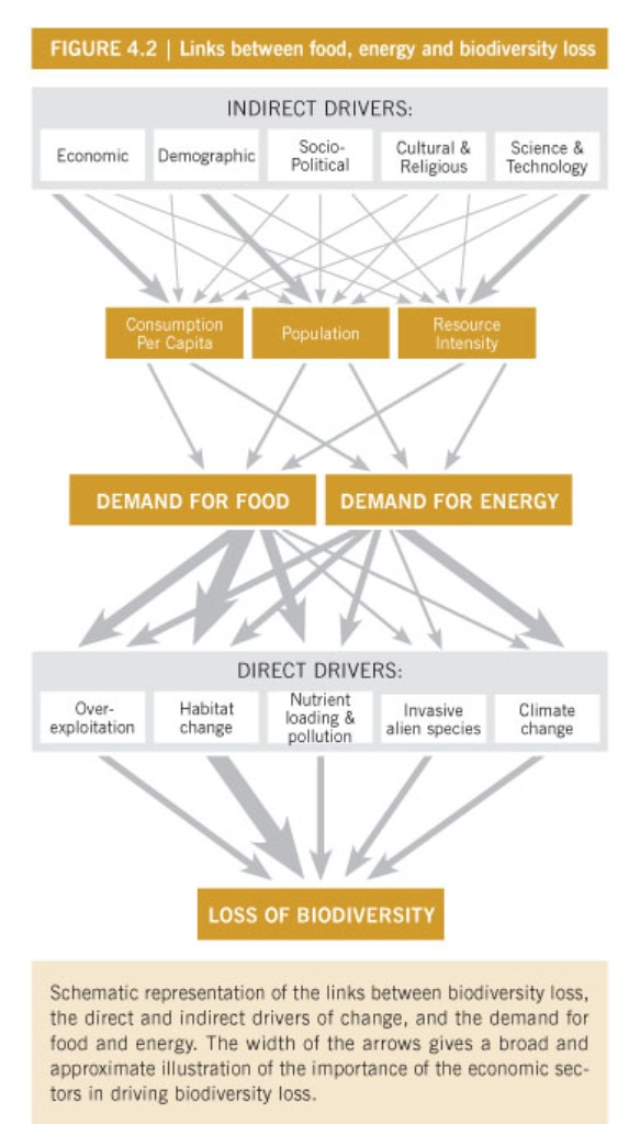 Links between food, energy and biodiversity loss