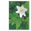 Wood anemone