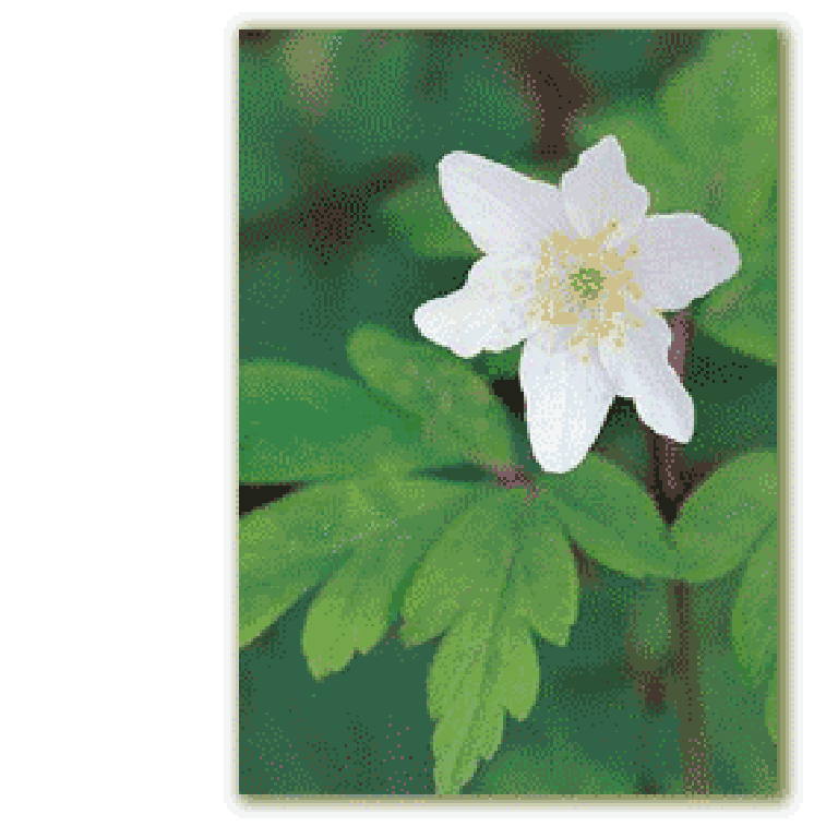 Wood anemone