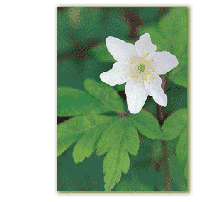 Wood anemone