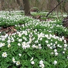 Wood anemone