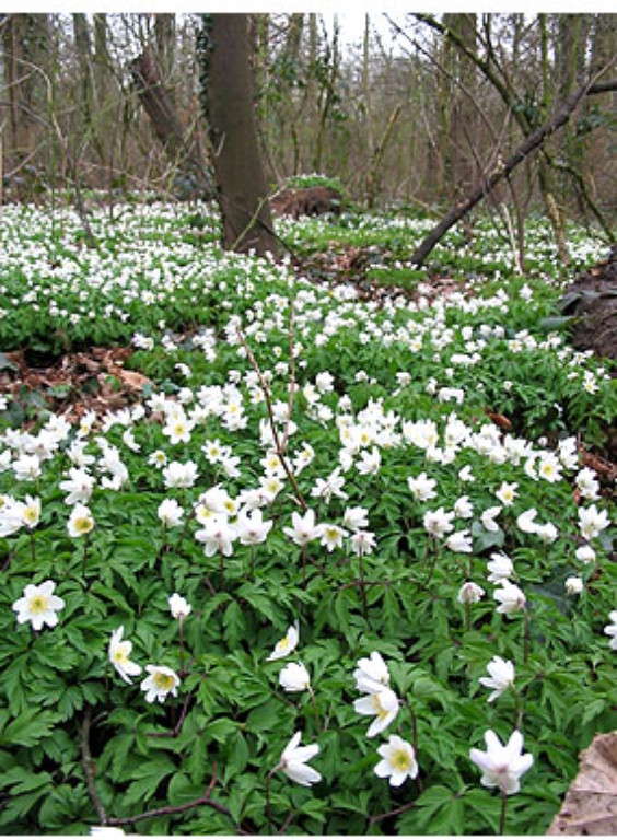 Wood anemone