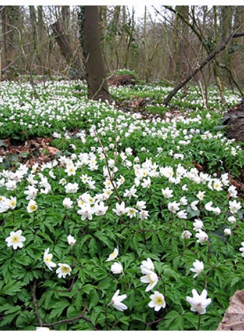 Wood anemone