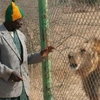 Ouaga 2006, lion et dompteur 