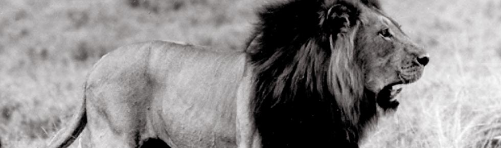 02-lion.jpg