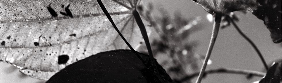 05-plants.jpg