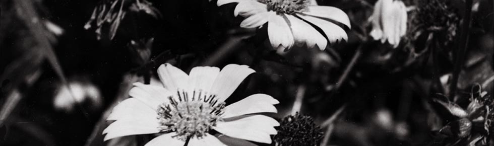 06-flower.jpg