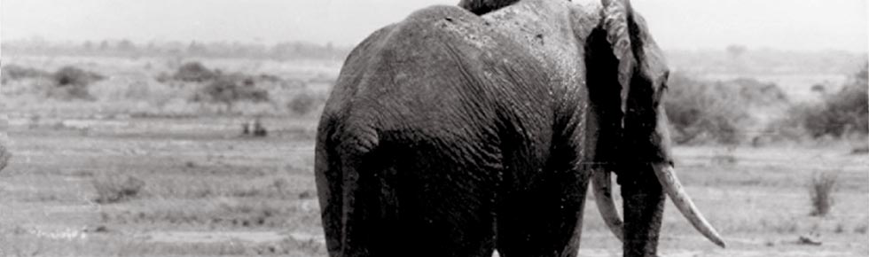 10-elephant.jpg