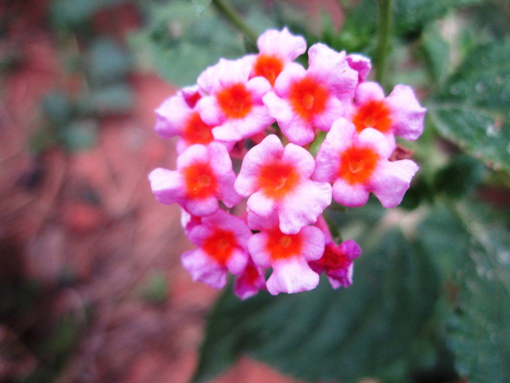 FLEUR