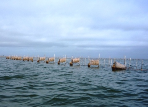 Casiers de pêcheurs sur le lac Nokoué