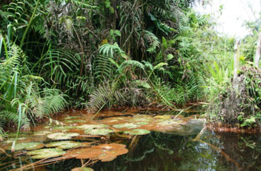 Vallée du Sitatunga