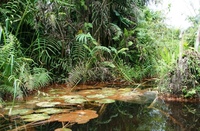 Vallée du Sitatunga