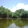 Mangrove