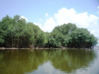 Mangrove