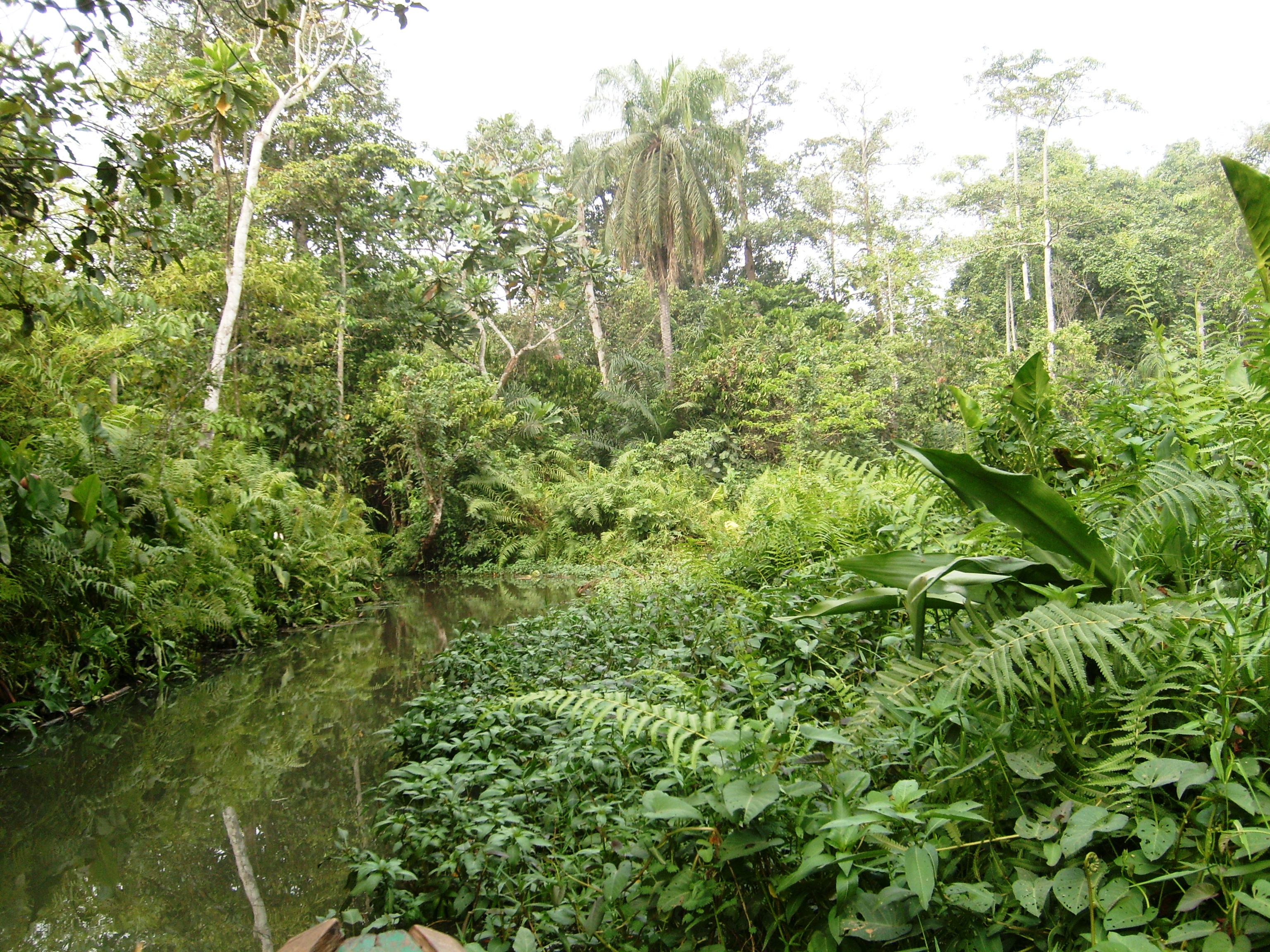 Vallée du Sitatunga - 1