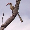 Calao à bec rouge (Tockus erythrorhyncus)