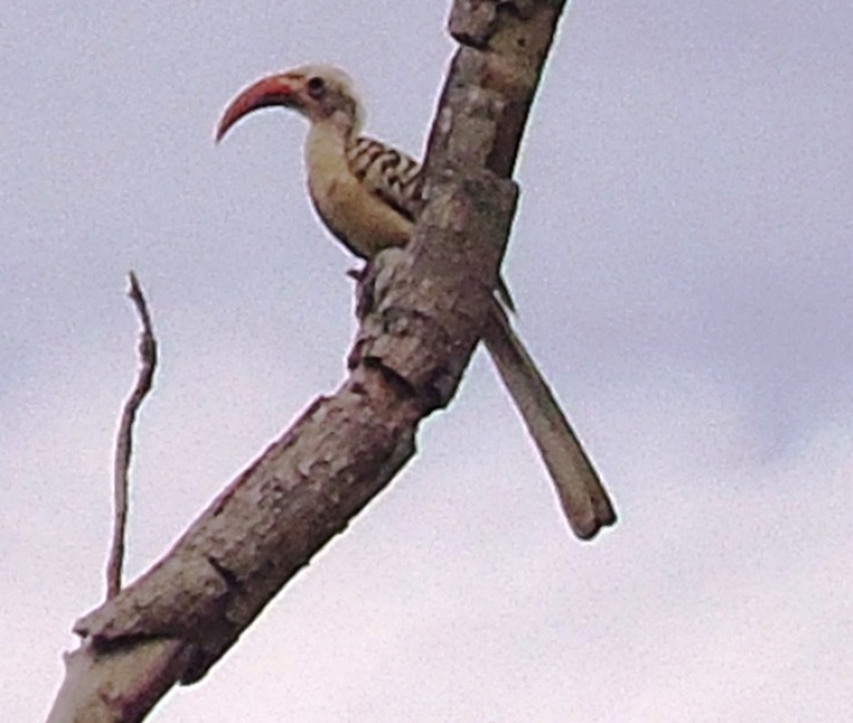 Calao à bec rouge (Tockus erythrorhyncus)