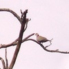 tourterelle domestique (Streptotelia risoria)