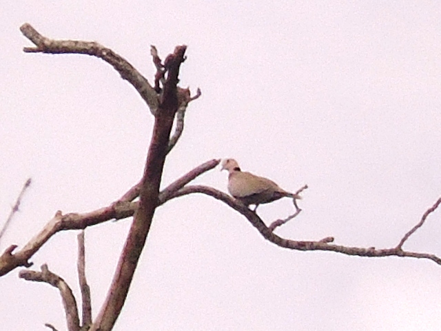 tourterelle domestique (Streptotelia risoria)