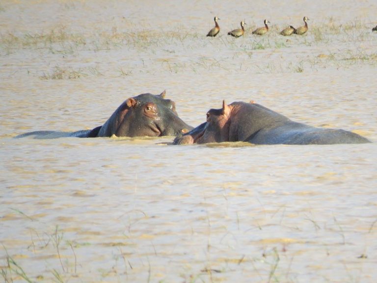 Hippopotamus amphibius