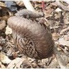 Pangolin