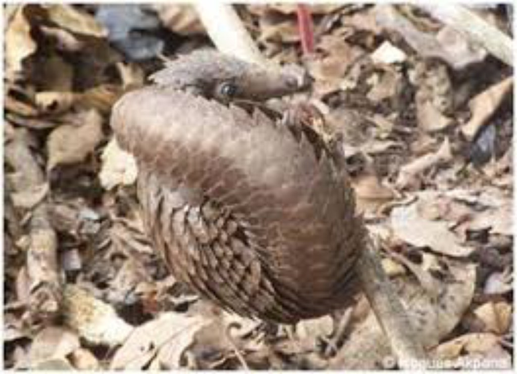 Pangolin