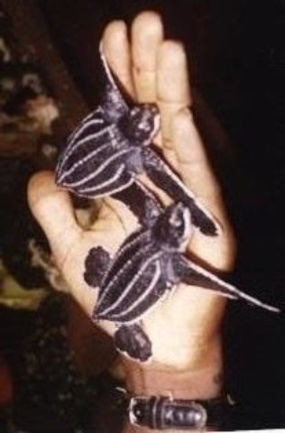 Plaidoyer_pour_la_sauvegarde_des_tortues.jpg