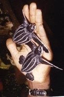 Plaidoyer_pour_la_sauvegarde_des_tortues.jpg