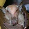 Chauve souris frugivore: Roussette