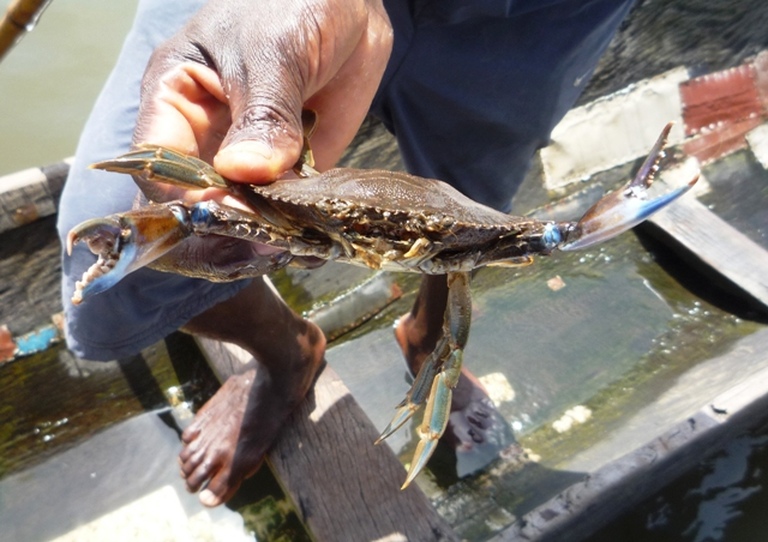 Crabe