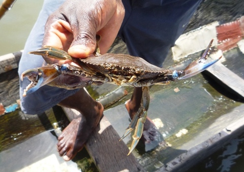 Crabe