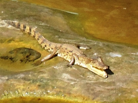 Crocodile