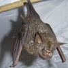 hipposideros-cyclops.JPG