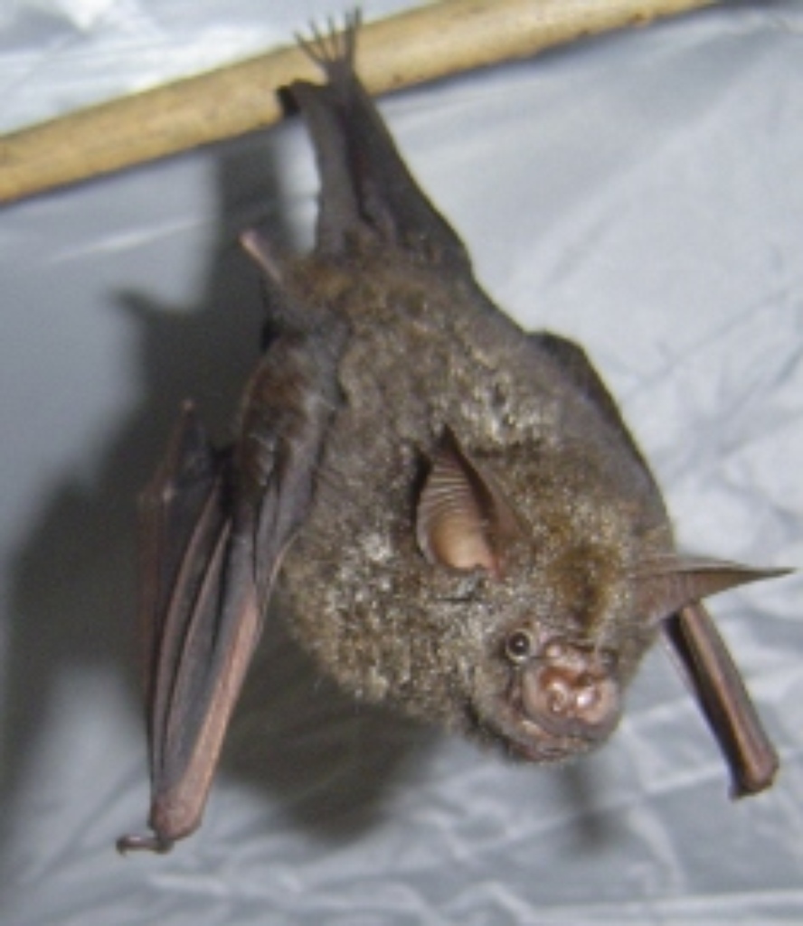 hipposideros-cyclops.JPG