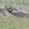 Lions hunting in Pendjari Biosphere Reserve