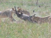 Lions hunting in Pendjari Biosphere Reserve