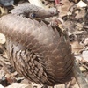 Pangolin