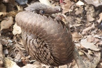 Pangolin