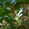 Fleurs et feuilles de Mimusops kummel (Sapotaceae)