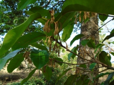 Fleurs et feuilles de Mimusops kummel (Sapotaceae)