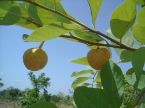 anona-senegalensis.jpg