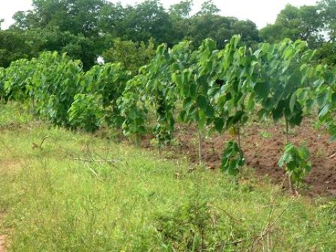 Plantation de Gmelina arborea