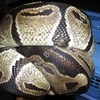 python_a_lacher_en_captivite.JPG