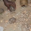 tortues2.JPG