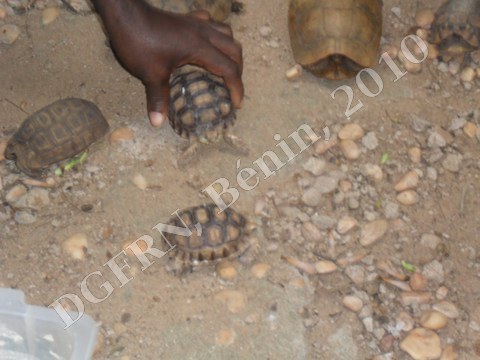 tortues2.JPG