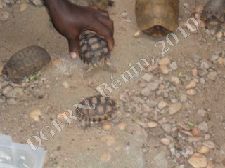 tortues2.JPG