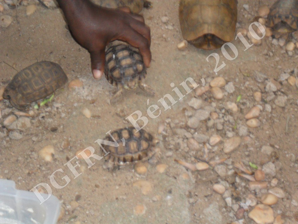 tortues2.JPG
