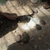tortues3.JPG