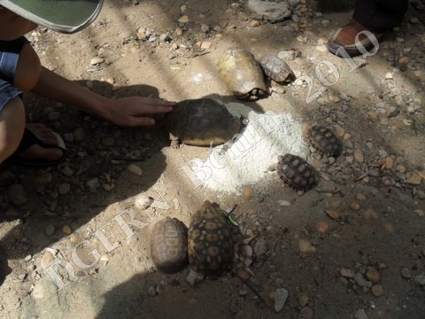 tortues3.JPG