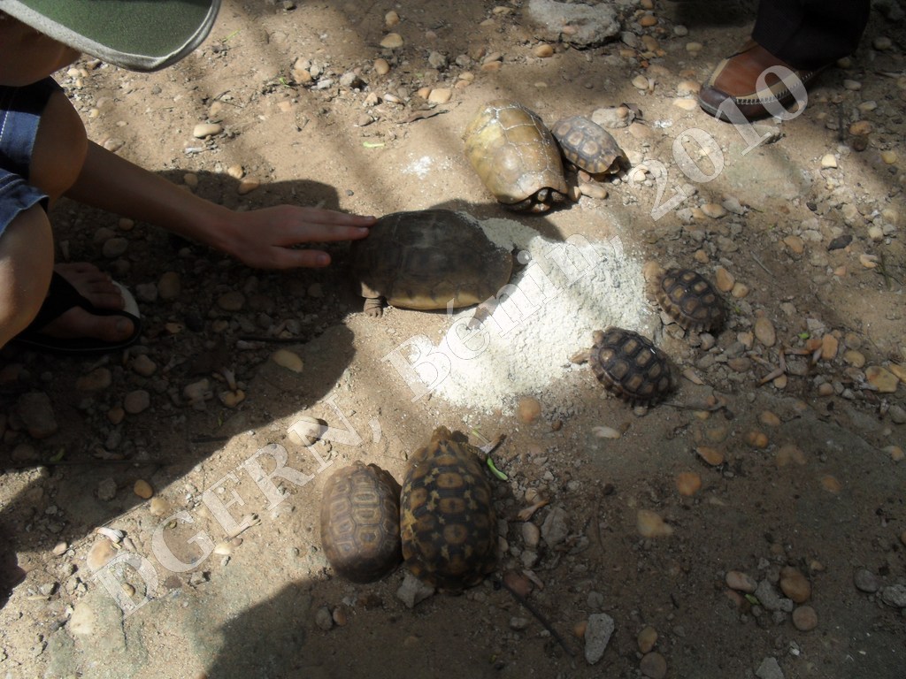 tortues3.JPG